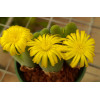 C.piriforme SB1107 - Seed